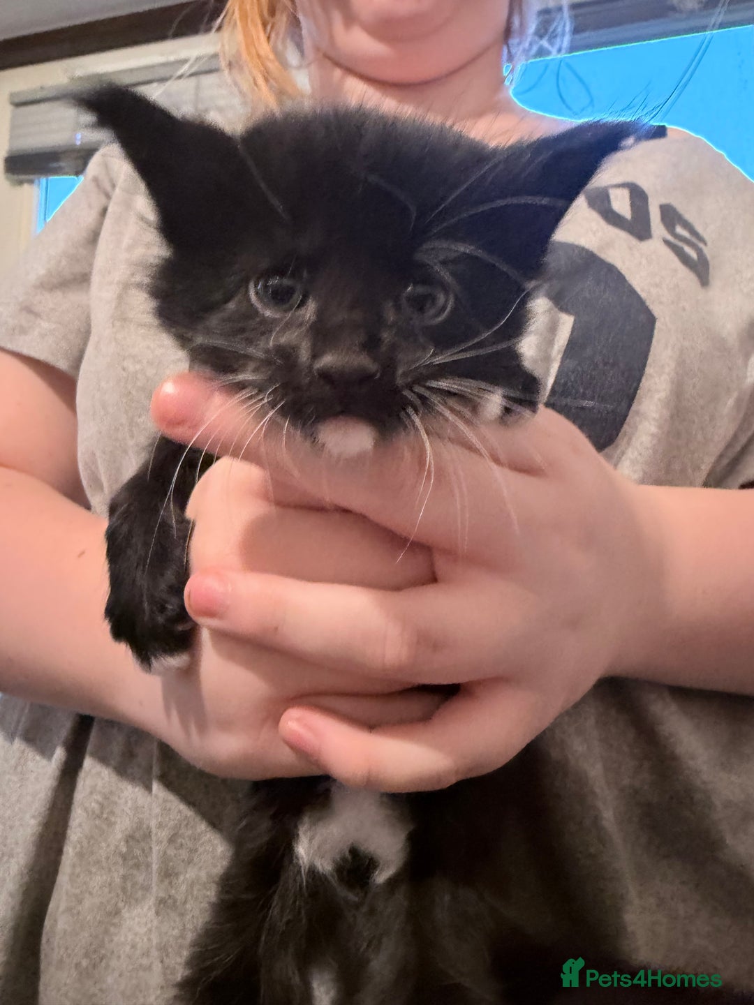 Maine Coon cats for sale: TICA reg adorable Maine Coon baby kittens  - Advert 3