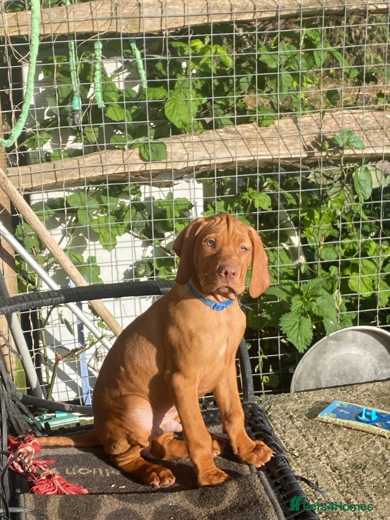 Hungarian Vizsla dogs Hungarian w/h vizsla s last 2 boys remaining  - Advert 1