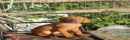 Hungarian Vizsla dogs for sale: Hungarian w/h vizsla s last 2 boys remaining  - Advert 1