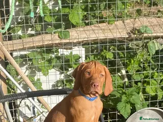 Hungarian Vizsla dogs Hungarian w/h vizsla s last 2 boys remaining - Advert 1