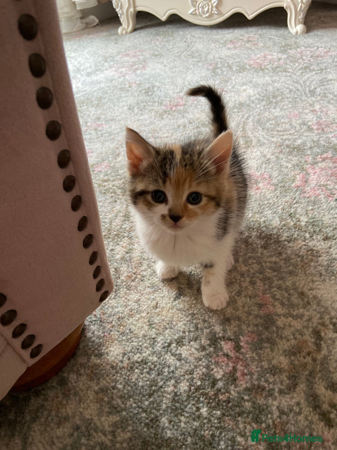 Mixed Breed cats for sale: Girl kittens  - Advert 4
