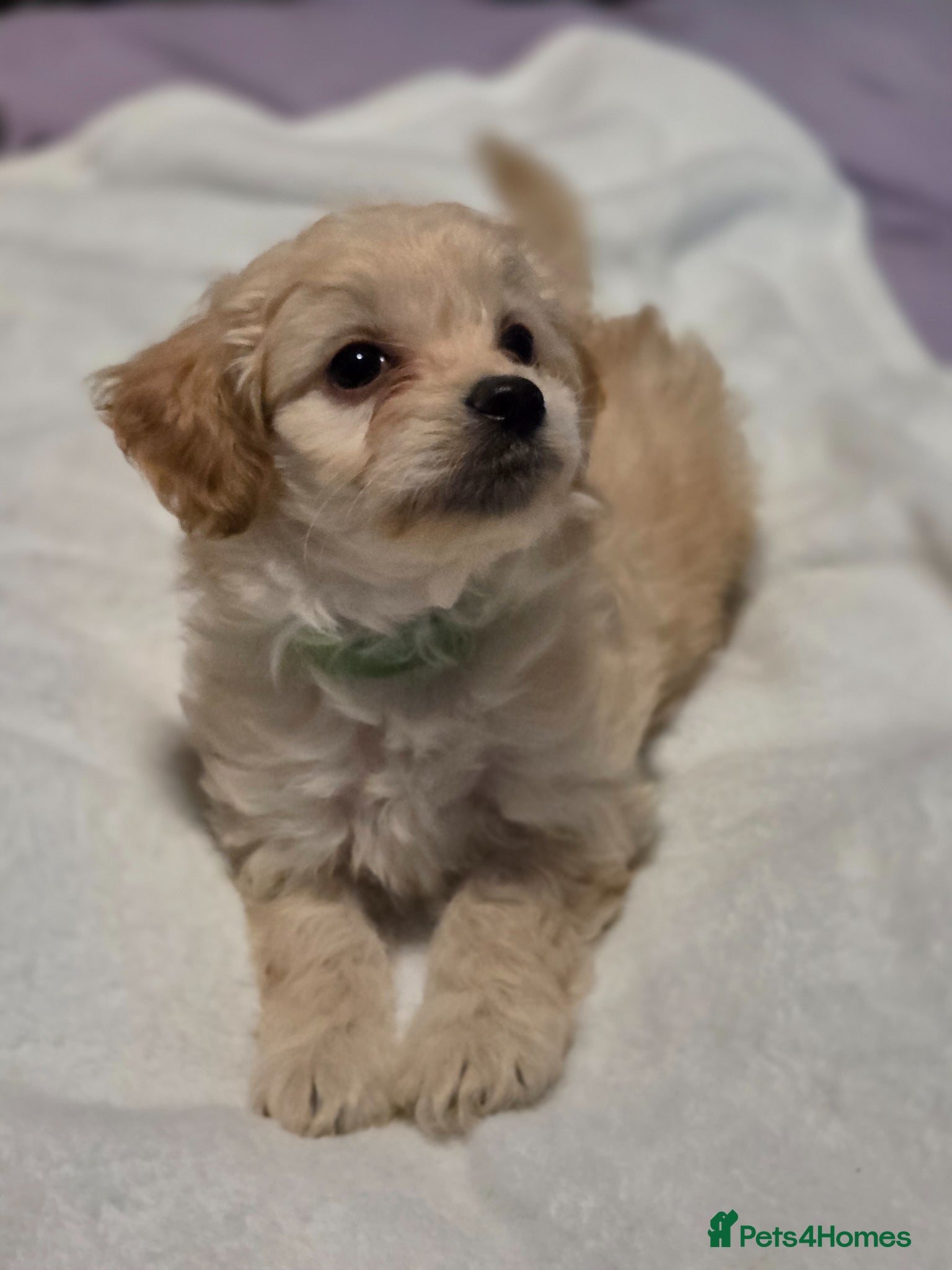 Chipoo dogs for sale:  Chihuahua x miniature poodles  in Leicester - Advert 13