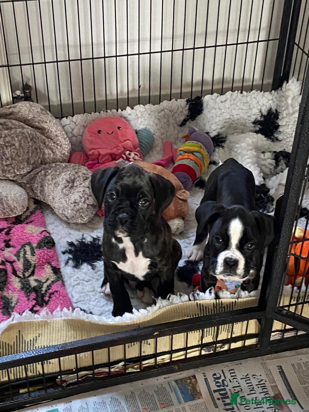 Boxer dogs for sale: Boxer puppies - Advert 4