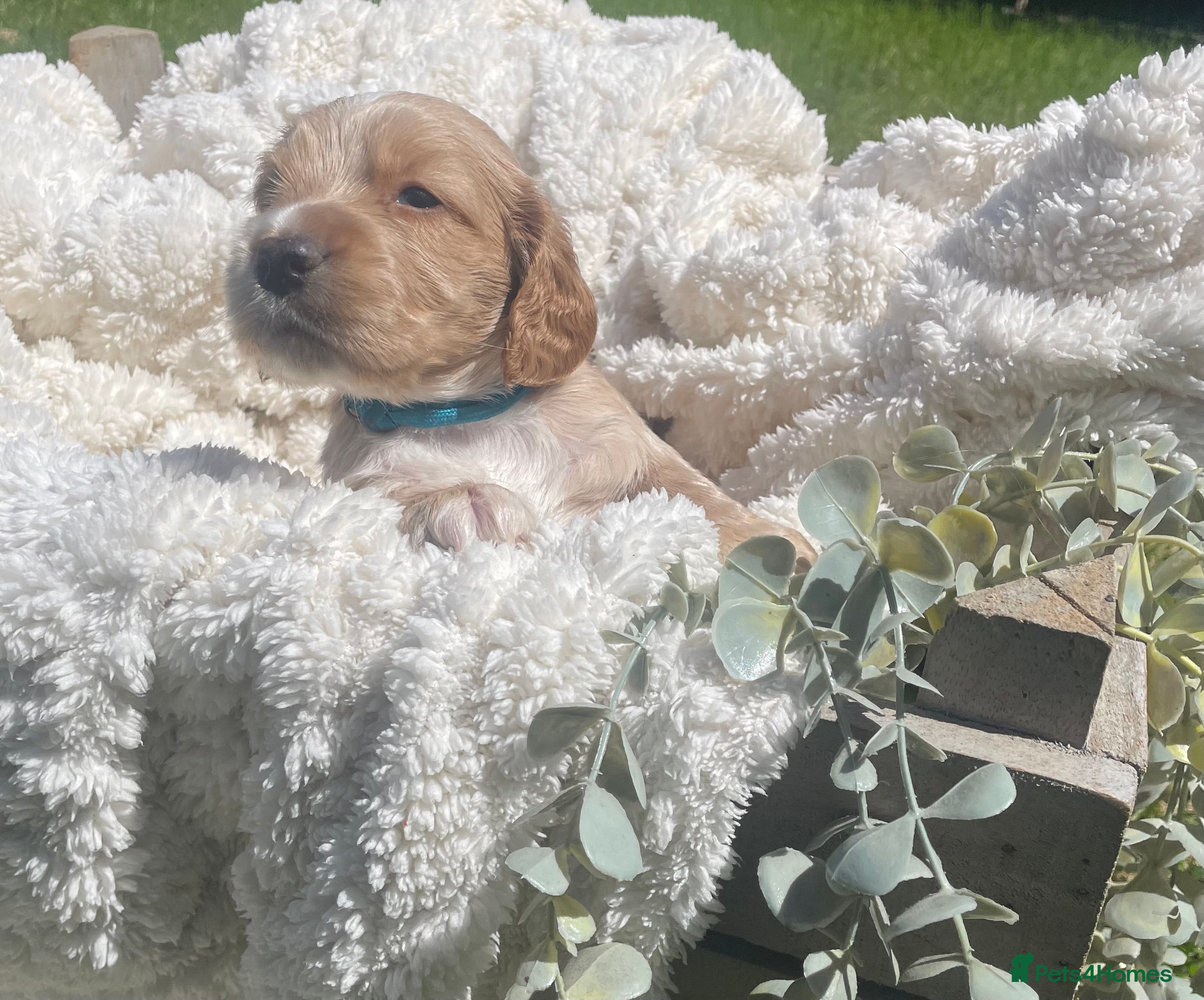 Cockapoo dogs for sale: Stunning F1b Cockapoo puppies - Advert 16