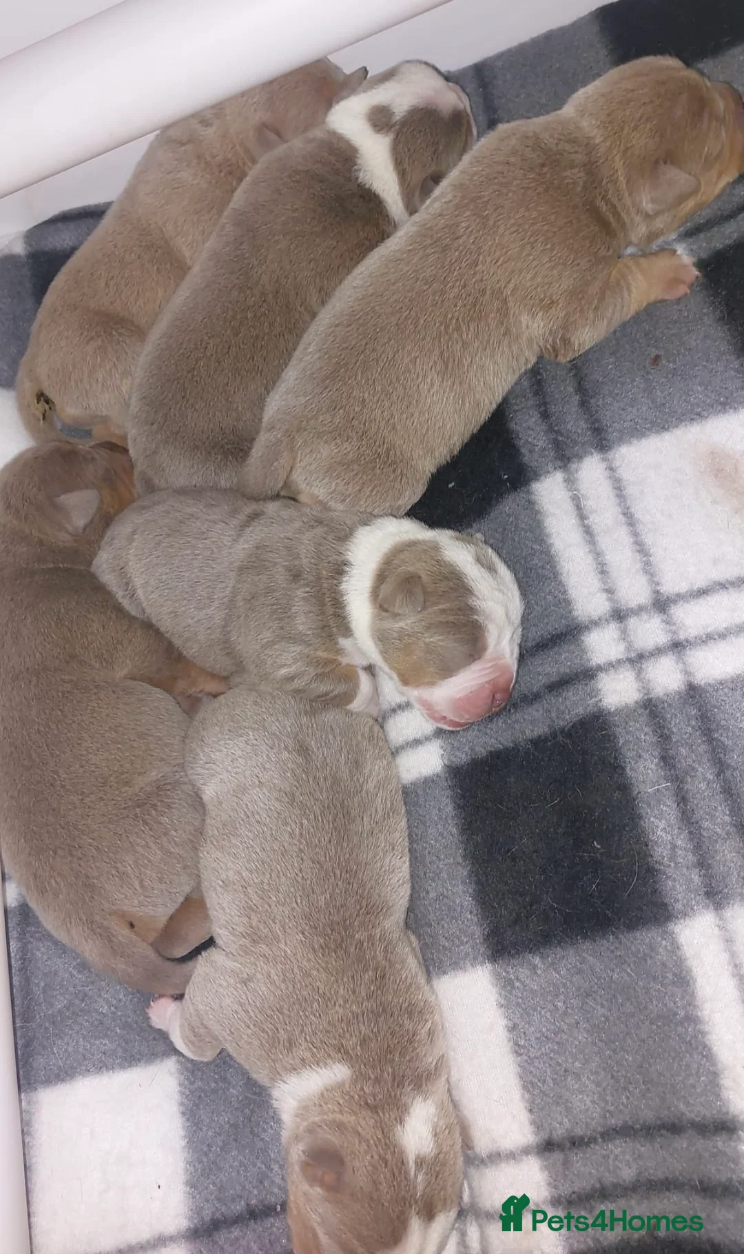 Olde English Bulldogge dogs for stud: Olde English Bulldog stud well proven - Advert 20