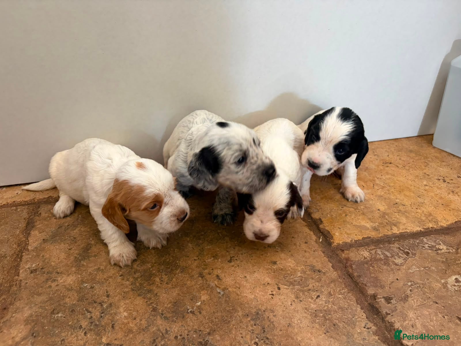 Sprocker dogs 4 sprocker puppies for sale  - Advert 10