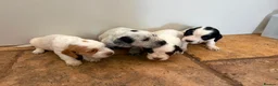 Sprocker dogs for sale: 4 sprocker puppies for sale  in Tiverton - Advert 1