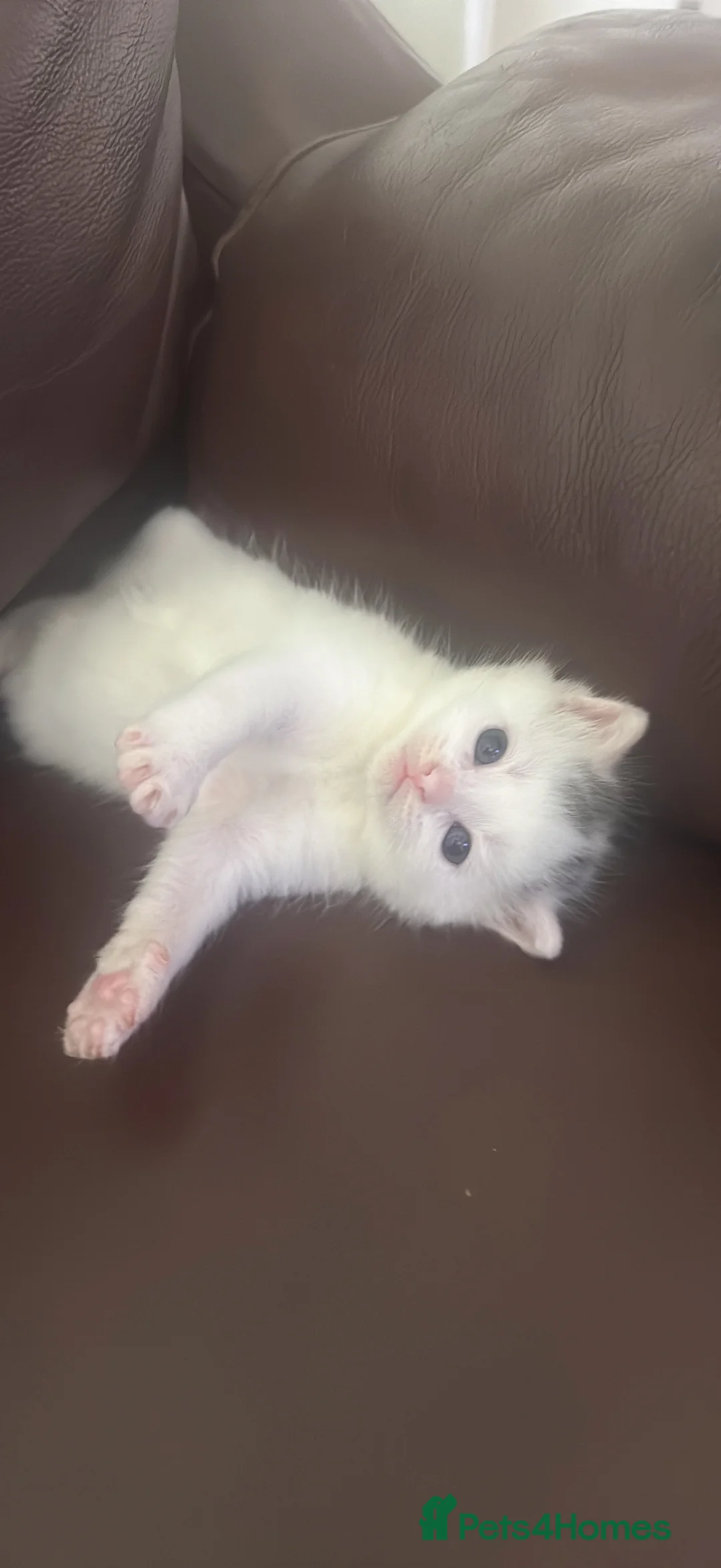 Mixed Breed cats for sale: 2 girls and one boy in Boston - Advert 2
