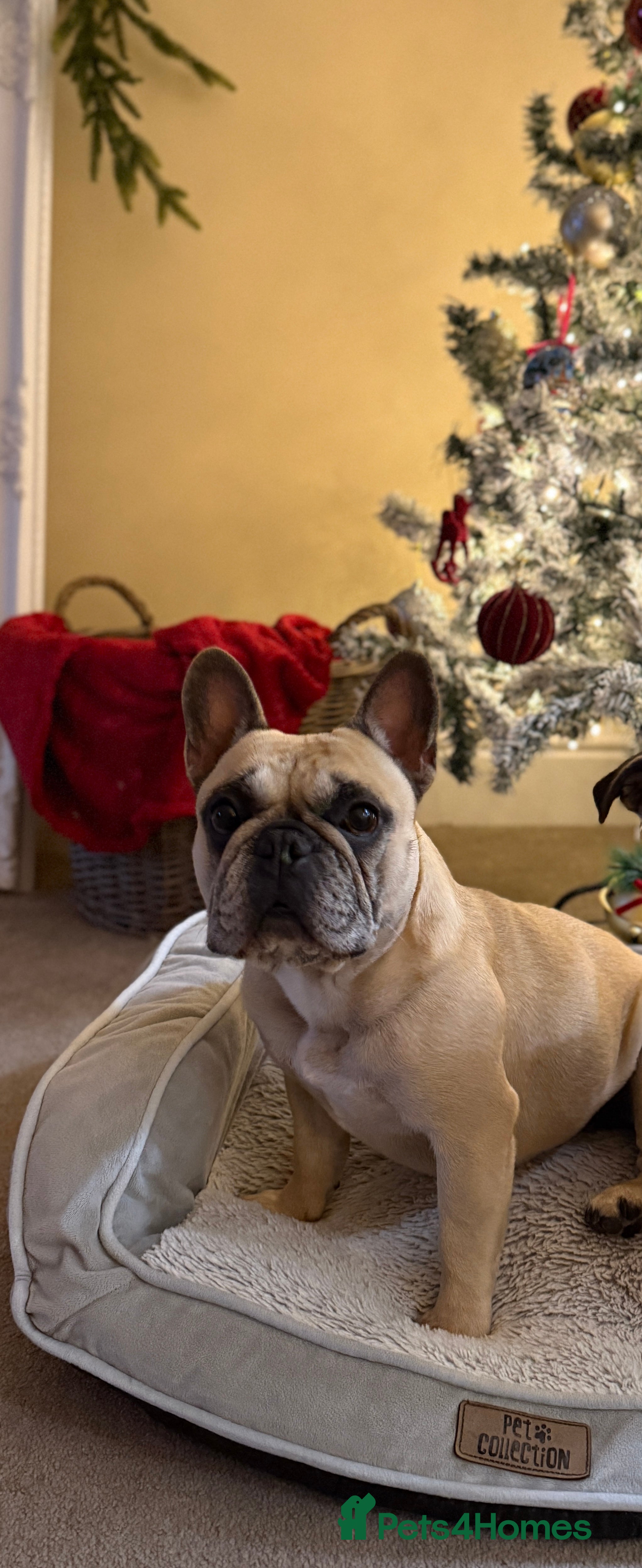 French Bulldog dogs French Bulldog 5/6 Years Old Loving & Well Trained in Bangor - Advert 2