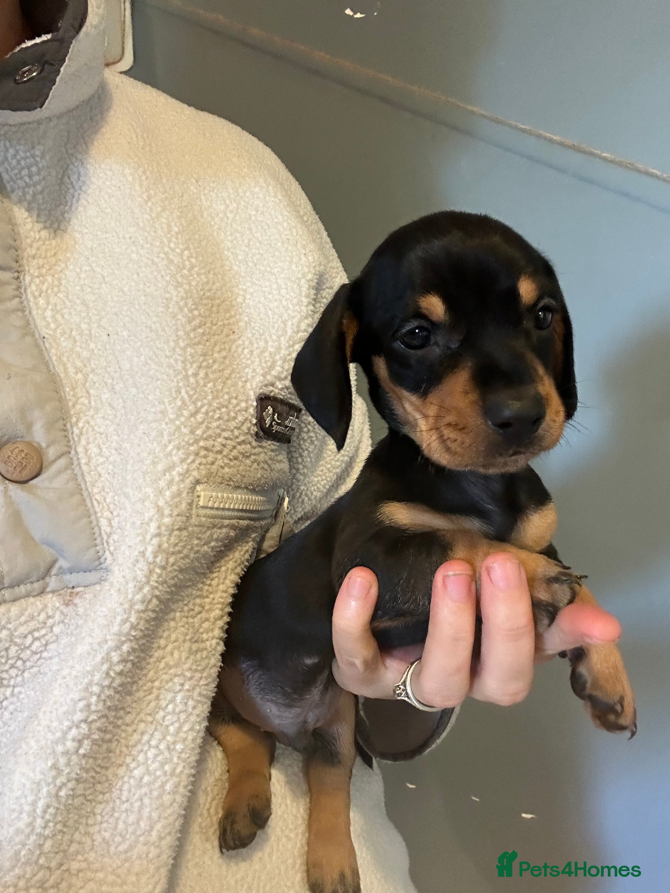 Miniature Dachshund dogs 3 Gorgeous Smooth Coat Miniature Dachshund Puppies - Advert 2