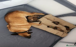 Belgian Shepherd Dog dogs for sale: Belgian malinois  - Image 1