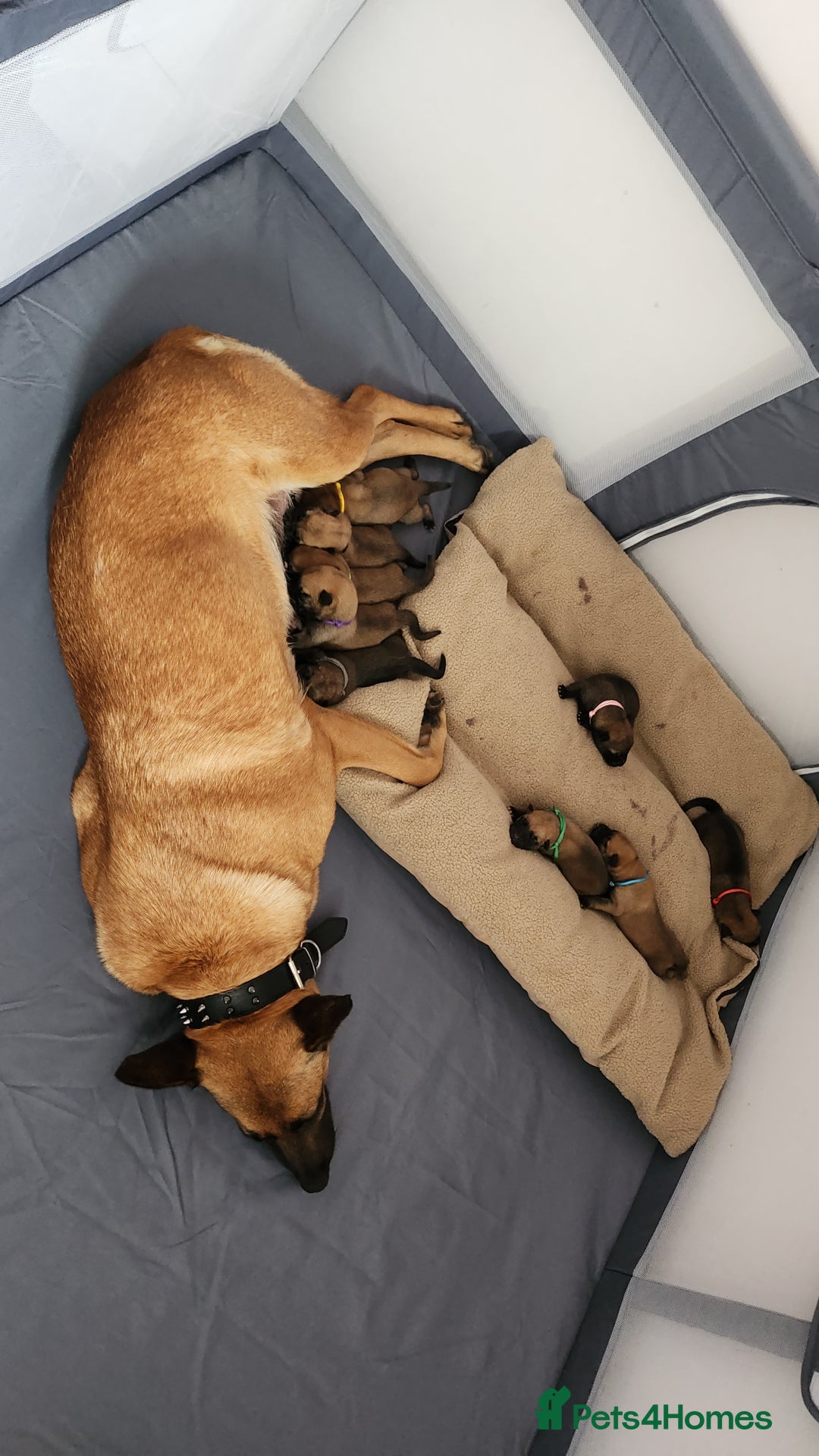 Belgian Shepherd Dog dogs for sale: Belgian malinois  - Image 1