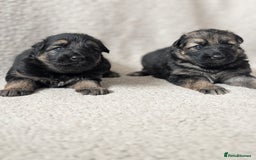 German Shepherd dogs for sale: 💛 German Shepherd Puppies – Full Pedigree Parents - Image 4