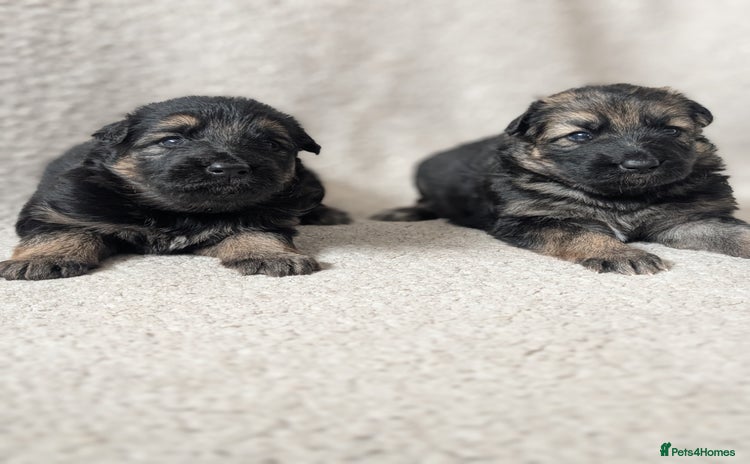 German Shepherd dogs - Advert 1