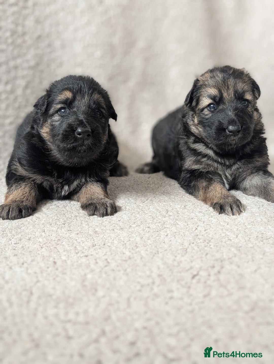 German Shepherd dogs for sale: 💛 German Shepherd Puppies – Full Pedigree Parents - Image 4