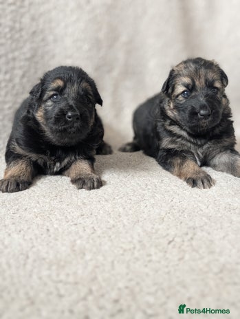 German Shepherd dogs - Advert 1