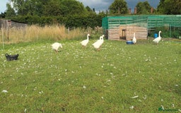 Geese poultry for sale: Large-strain Embden Goslings for sale-varying ages - Image 2