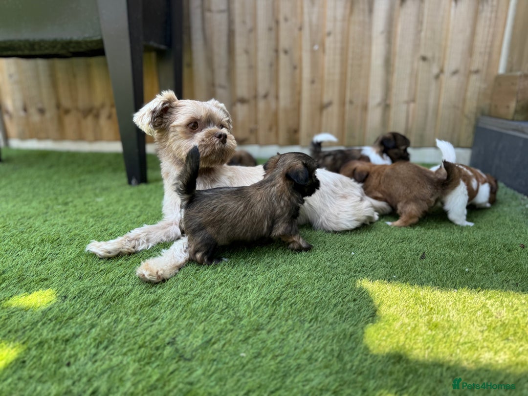 Mi-Ki dogs for sale: Mi ki toy puppies - Image 1