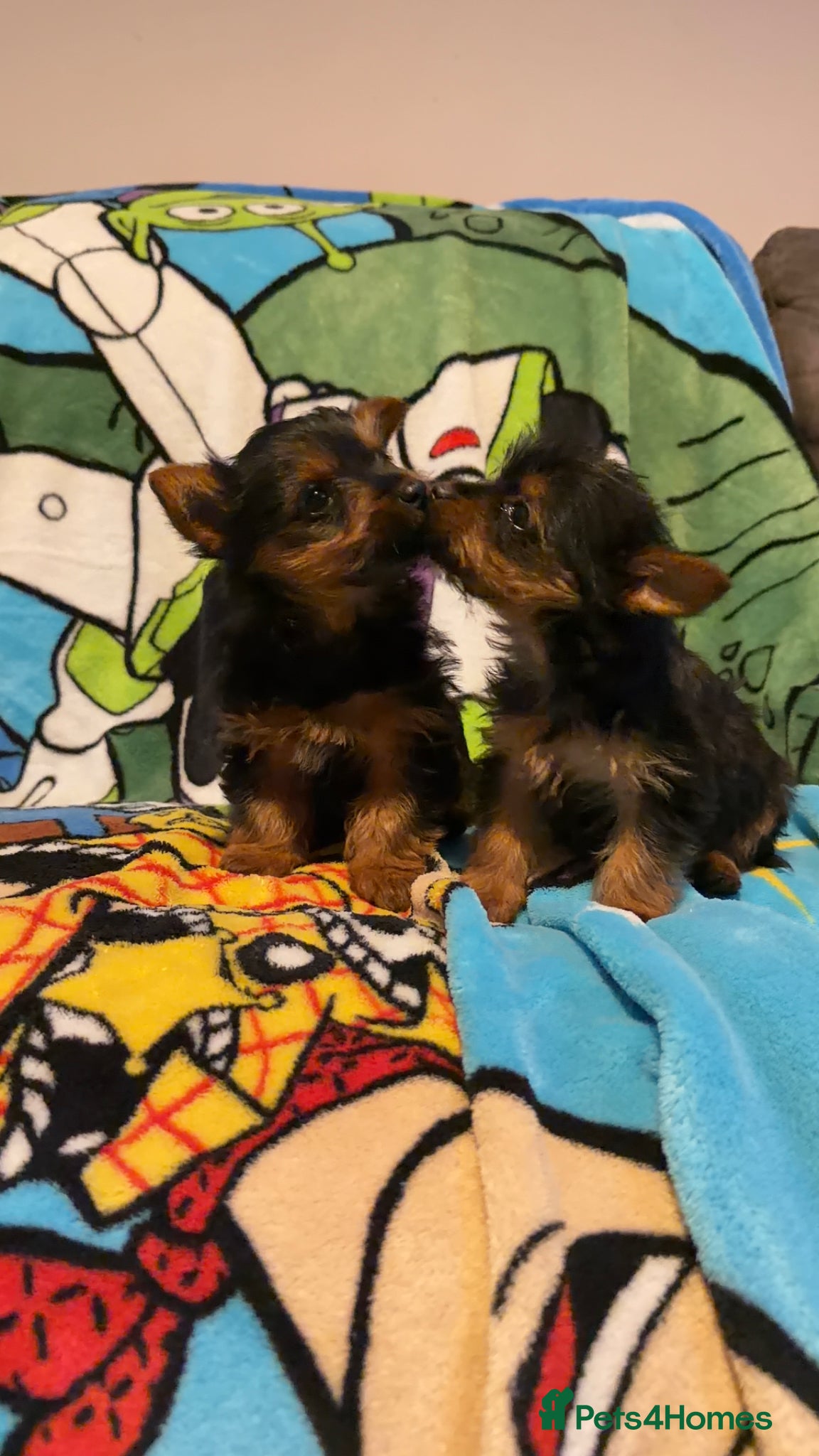 Yorkshire Terrier dogs for sale: yorkshire terrier puppies  in Leicester - Advert 2