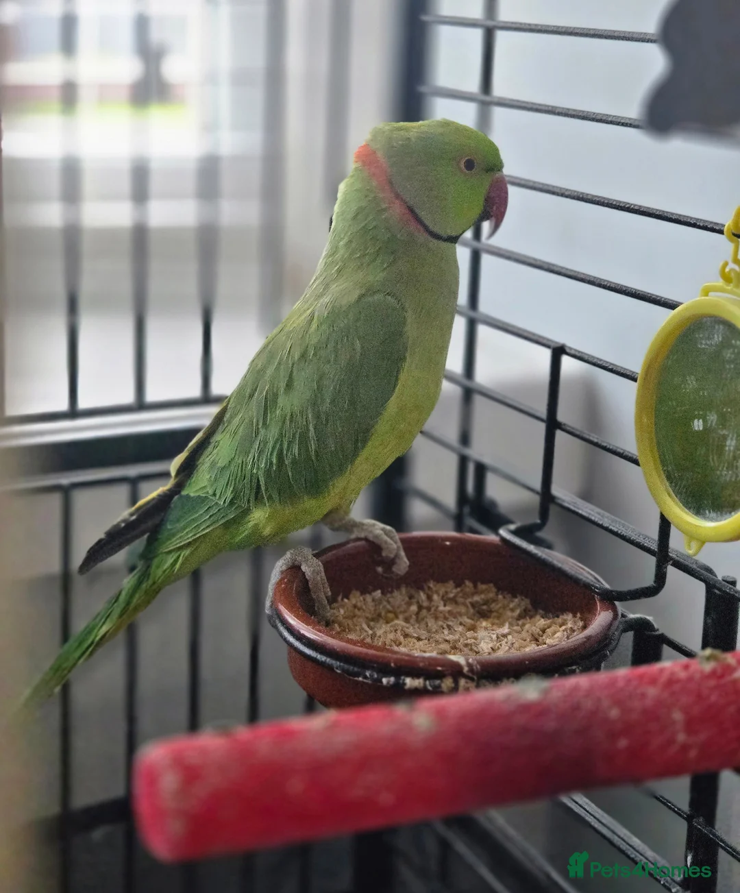 Ringnecks birds for sale: Green RingNeck Parrot - Advert 2