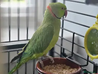 Ringnecks birds Green RingNeck Parrot - Advert 14