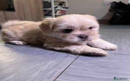 Mixed Breed dogs for sale: Adorable puppies for sale  - Image 5