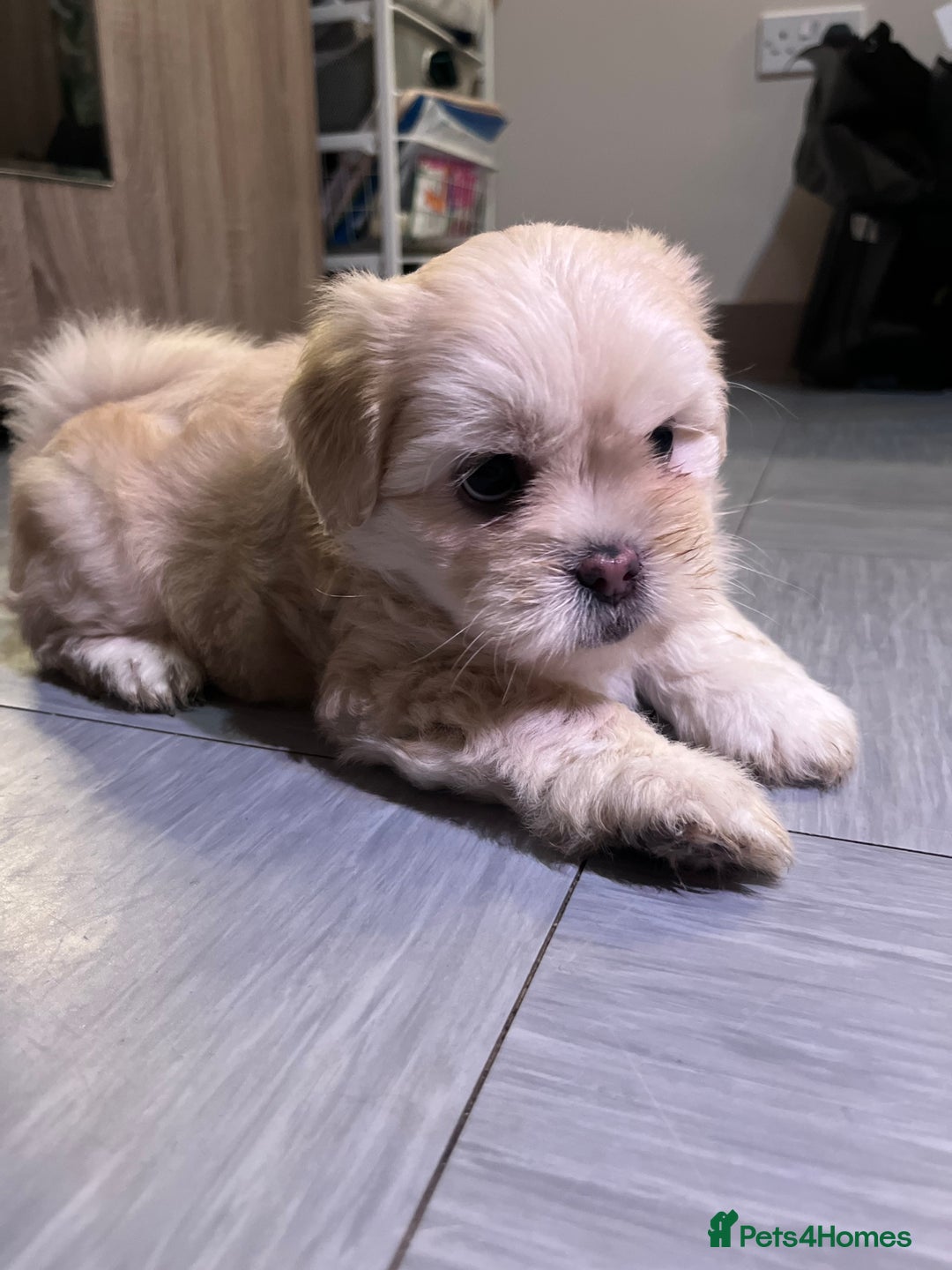 Mixed Breed dogs for sale: Adorable puppies for sale  - Image 5