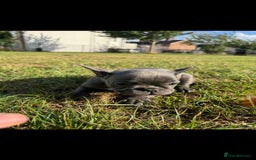 French Bulldog dogs for sale: 2 Adult French bulldogs and 4 Puppies  - Image 11