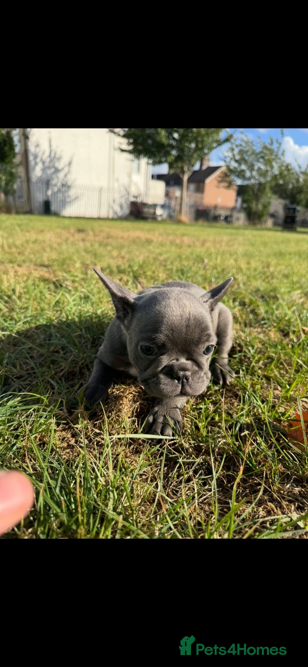French Bulldog dogs for sale: 2 Adult French bulldogs and 4 Puppies  - Image 11
