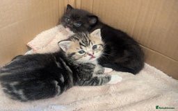 Mixed Breed cats for sale: 2 Sisters 1 Tabby and 1 Tuxedo Persian Mix - Image 25