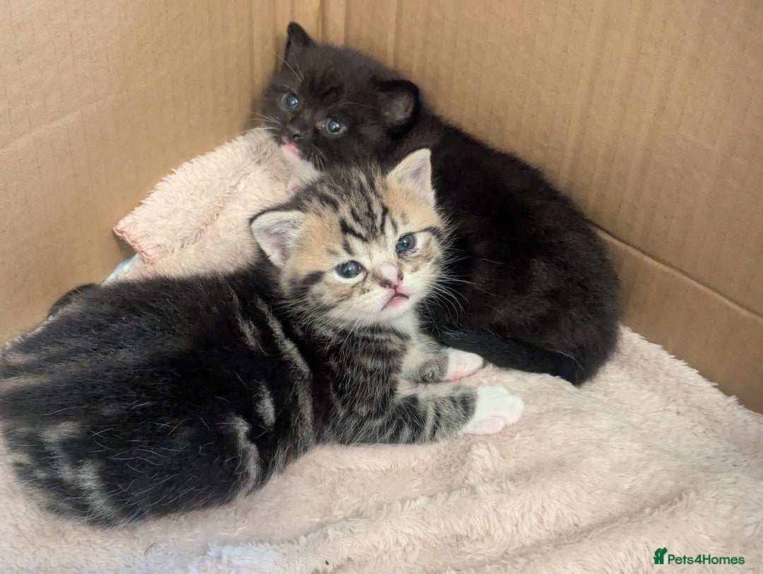 Mixed Breed cats for sale: 2 Sisters 1 Tabby and 1 Tuxedo Persian Mix - Image 25