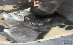 Mixed Breed cats for sale: 1 male still available  in Witney - Image 15