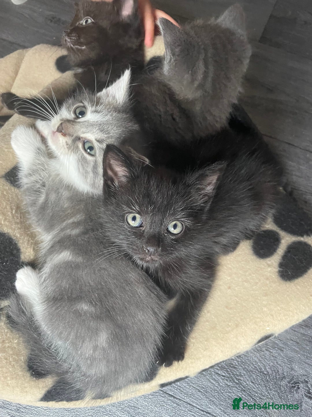 Mixed Breed cats for sale: 1 male still available  in Witney - Image 15