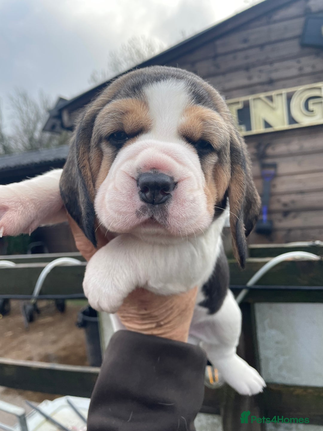 Beagle dogs for sale: 1 stunning chunky tri boy  - Advert 6