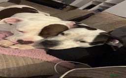 Mixed Breed dogs for sale: 4 beautiful American bully cross staffy puppies - Image 9