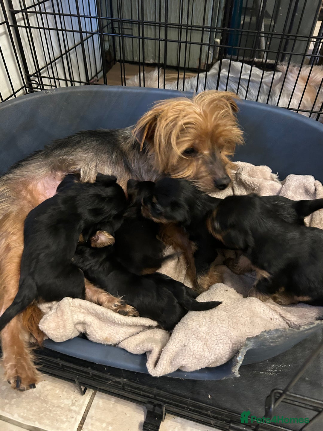 Yorkshire Terrier dogs for sale: 5 Full pedigree Yorkshire terrier pups - Advert 5