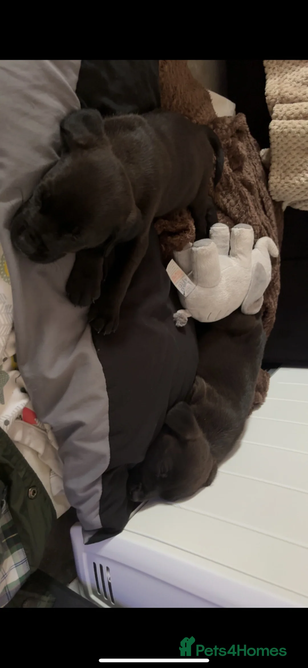 Mixed Breed dogs for sale: Lab x Staff x Springer Spaniel Male Puppy in Woodbridge - Advert 5