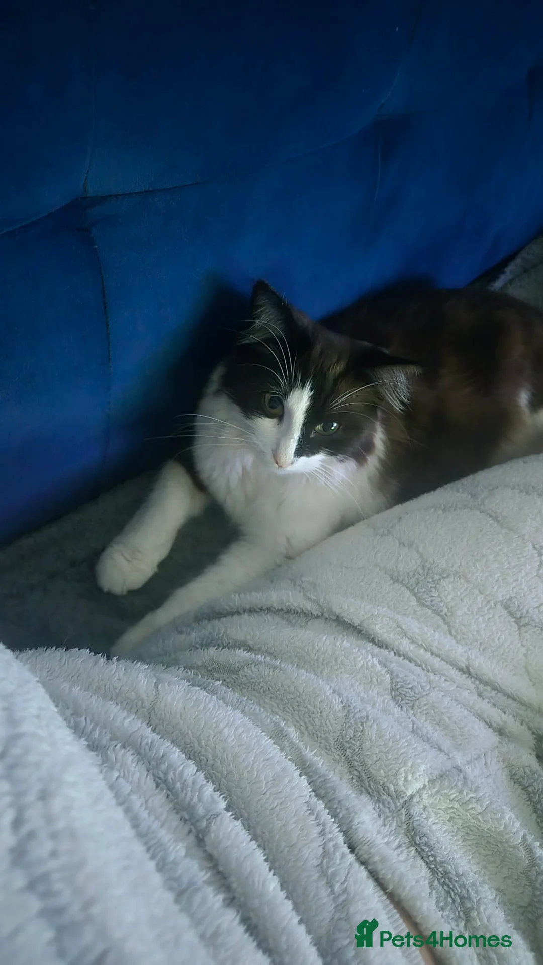 Mixed Breed cats for sale: Female kitten 🐈‍⬛ very playful🐾🐾 - Advert 2