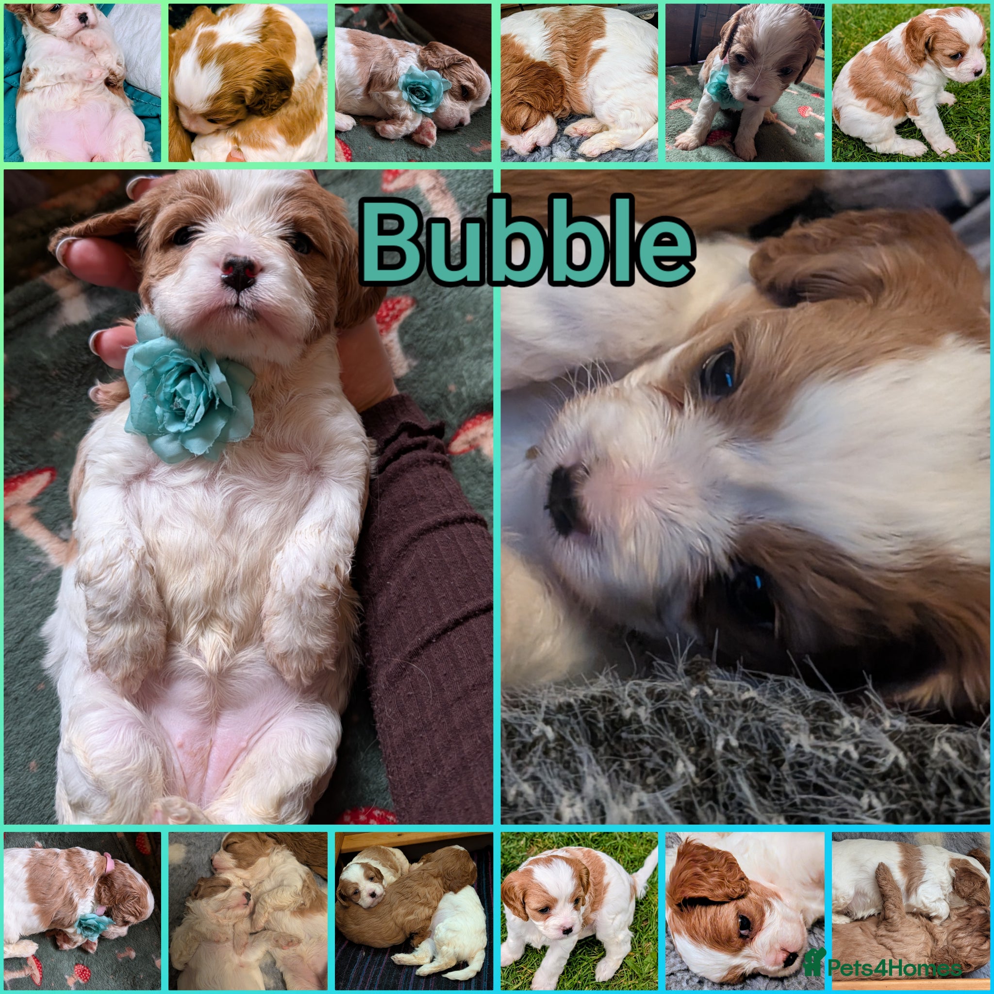 Cavapoo dogs F2 Cavapoo Puppies  - Advert 1