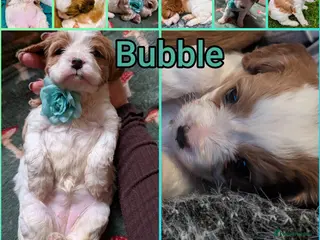 Cavapoo dogs F2 Cavapoo Puppies - Advert 1