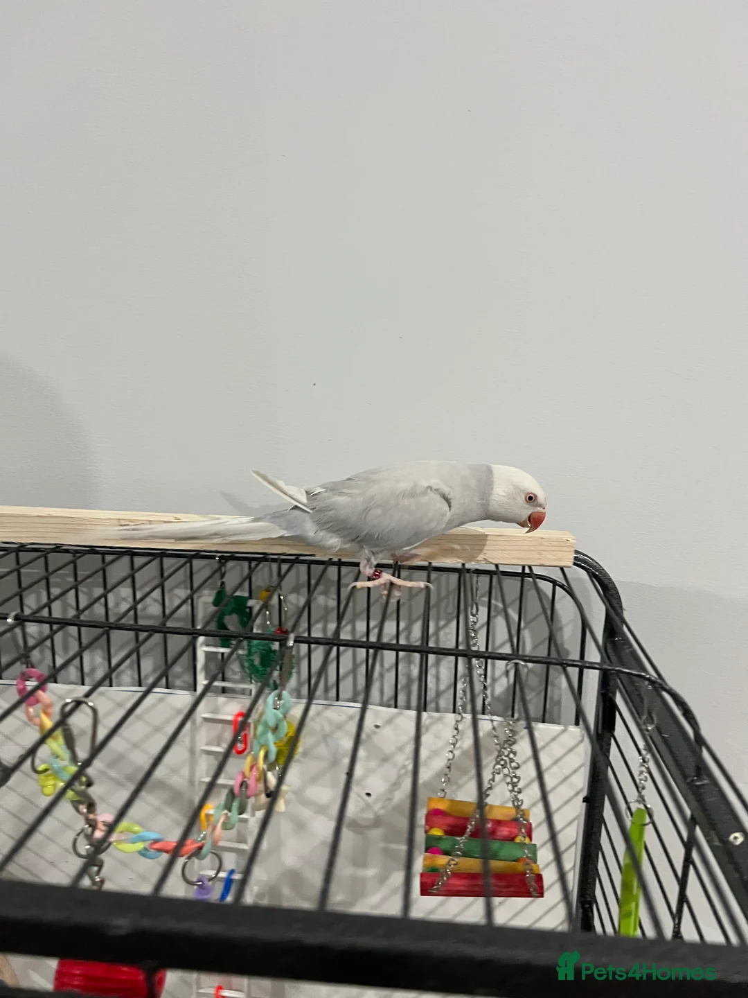 Parrots birds for sale: Grey Indian ringneck Parrot - Advert 7