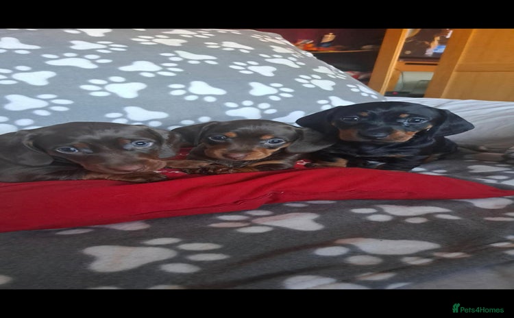 Dachshund dogs Beautiful Dachshund Puppies - Advert 4