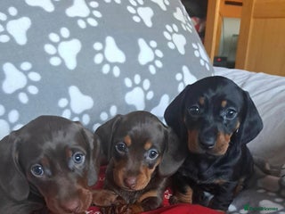 Dachshund dogs Beautiful Dachshund Puppies - Advert 7