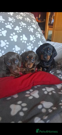 Dachshund dogs Beautiful Dachshund Puppies - Advert 4