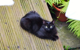 Turkish Angora cats for sale: Turkish Angora Kittens – Playful Boy & Girl - Image 15