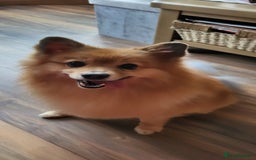 German Spitz dogs for stud: German spits  - Image 1