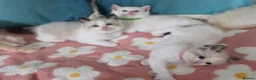 Ragdoll cats for sale: GCCF registered Ragdoll kittens  - Advert 11
