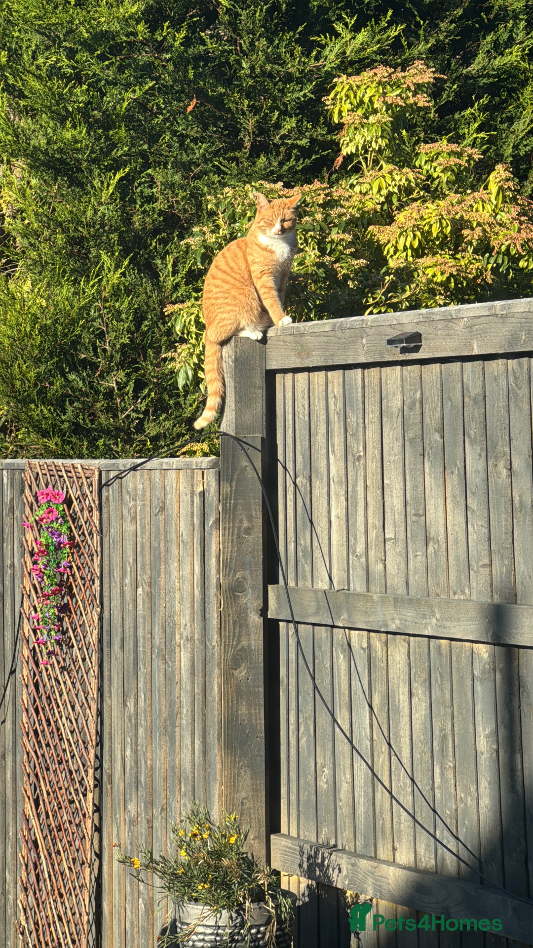 British Shorthair cats for sale: Neutered male - Advert 7