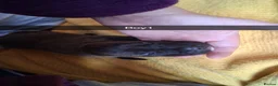 Mixed Breed dogs for sale: Cane corsa cross in Bradford - Advert 13