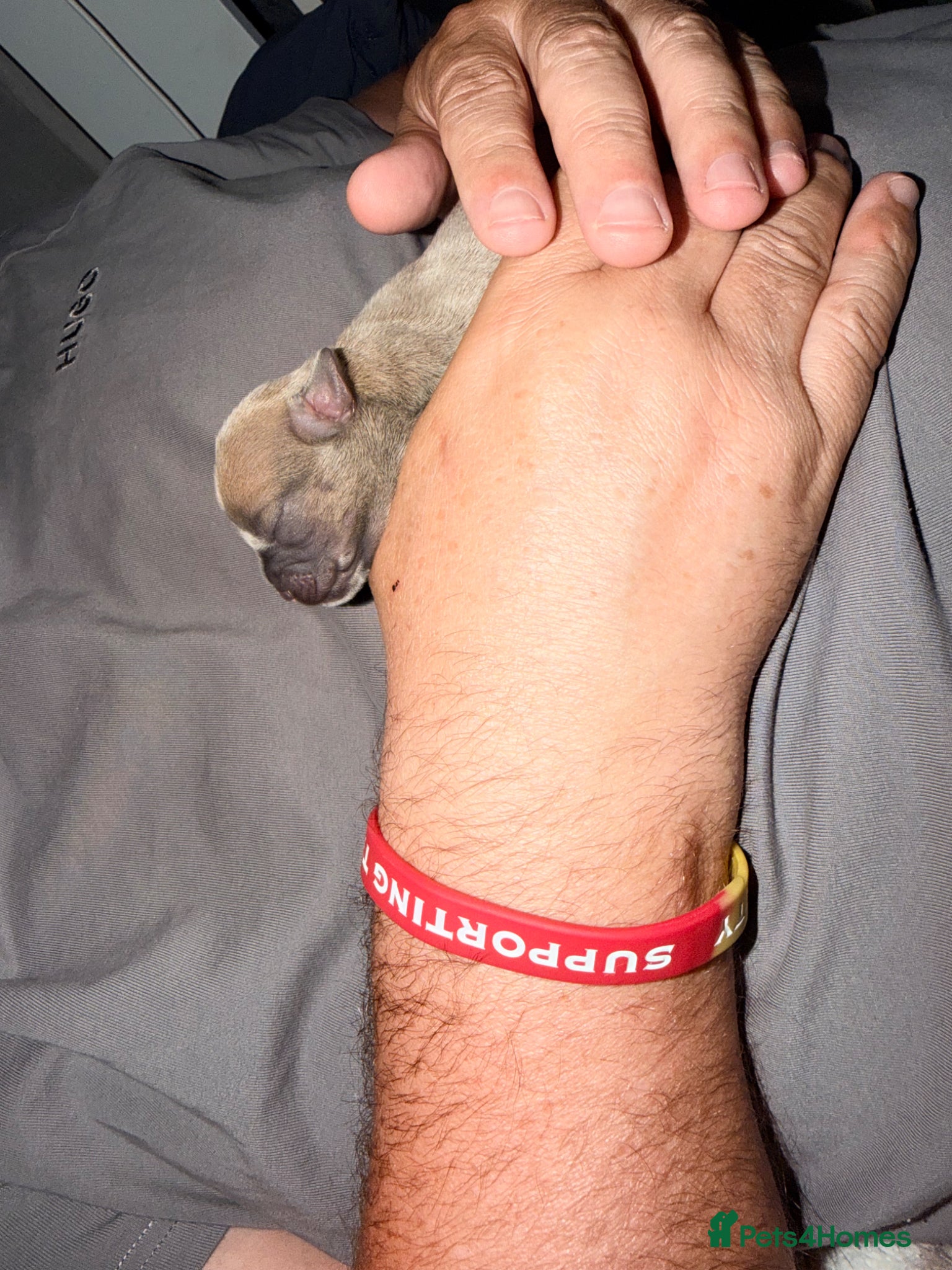 Mixed Breed dogs for sale: bulluahua Puppies  - Advert 17